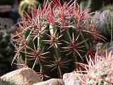 Ferocactus pilosus