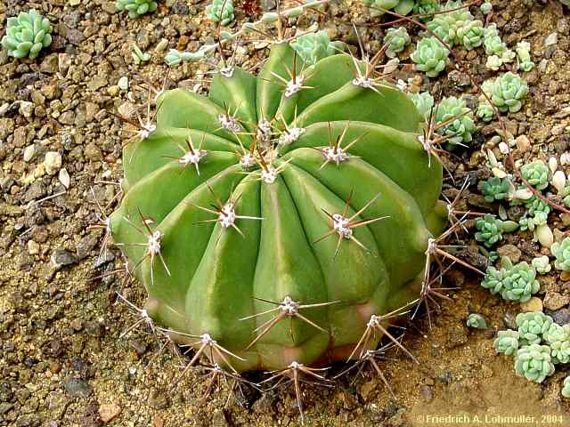 Ferocactus pottsi