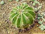 Ferocactus pottsii