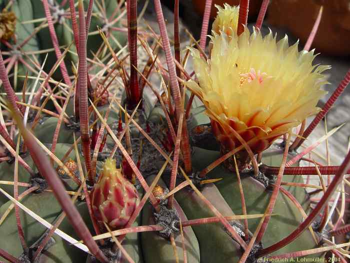 Ferocactus emoryi ssp. rectispinus = Ferocactus rectispinus