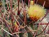 Ferocactus emoryi ssp. rectispinus