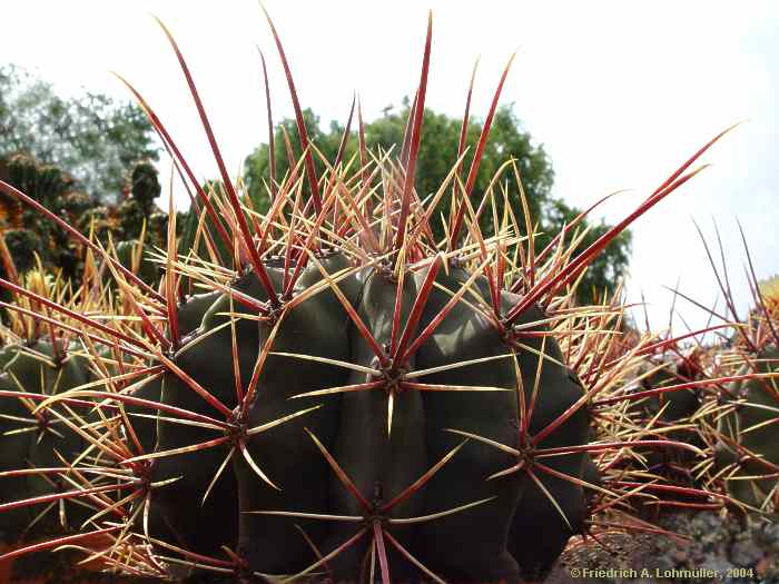 Ferocactus emoryi ssp. rectispinus = Ferocactus rectispinus