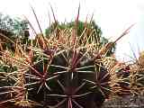 Ferocactus emoryi ssp. rectispinus