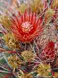 Ferocactus gracilis