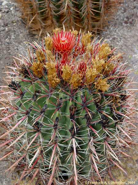 Ferocactus gracilis