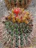 Ferocactus gracilis