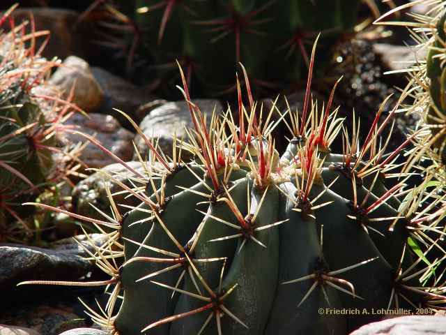 Ferocactus emoryi ssp. rectispinus = Ferocactus rectispinus