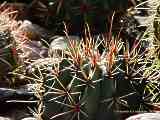 Ferocactus emoryi ssp. rectispinus