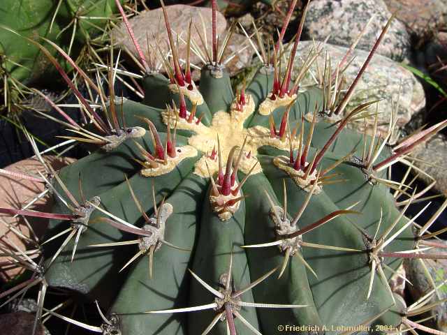 Ferocactus emoryi ssp. rectispinus = Ferocactus rectispinus