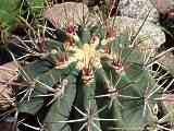 Ferocactus emoryi ssp. rectispinus