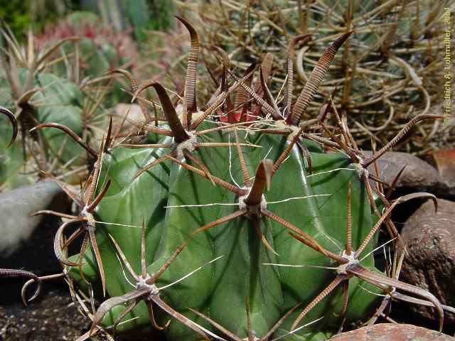 Ferocactus herrerae, Ferocactus falconeri