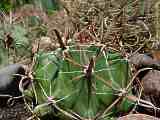 Ferocactus herrerae, Ferocactus falconeri