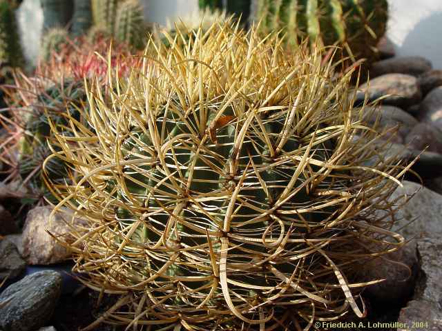 Ferocactus chrysacanthus