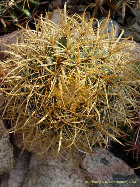 Ferocactus chrysacanthus