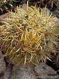 Ferocactus chrysacanthus