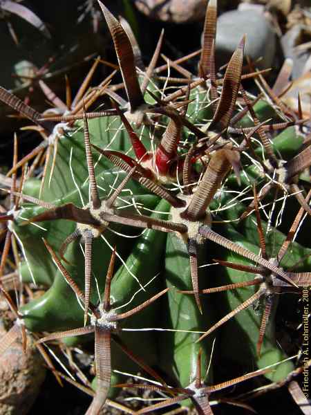 Ferocactus herrerae, Ferocactus falconeri