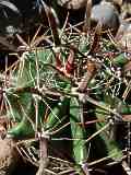 Ferocactus herrerae / falconeri