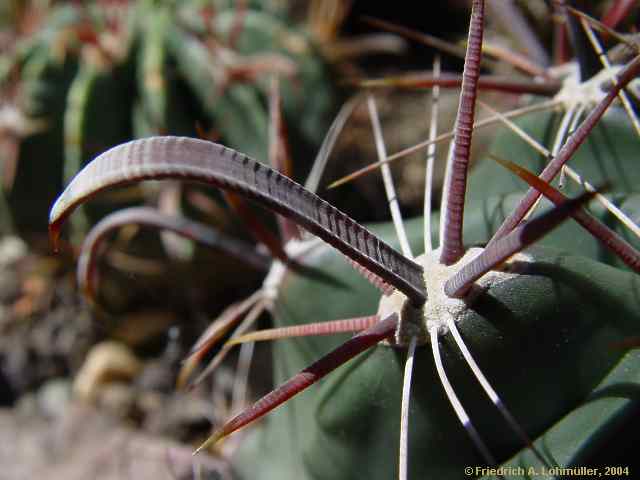 Ferocactus peninsulae