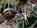 Ferocactus peninsulae