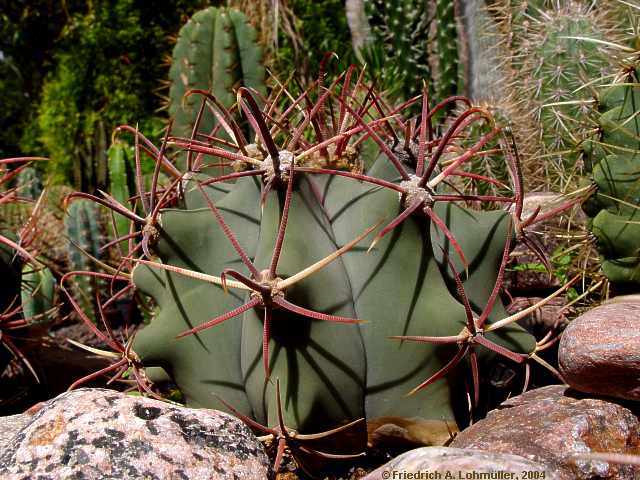 Ferocactus emoryi ssp. emoryi = Ferocactus covillei