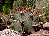 Ferocactus emoryi ssp. emoryi