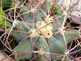 Ferocactus emoryi