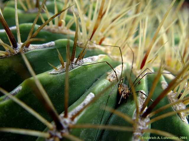 Ferocactus histrix