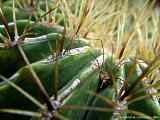 Ferocactus histrix