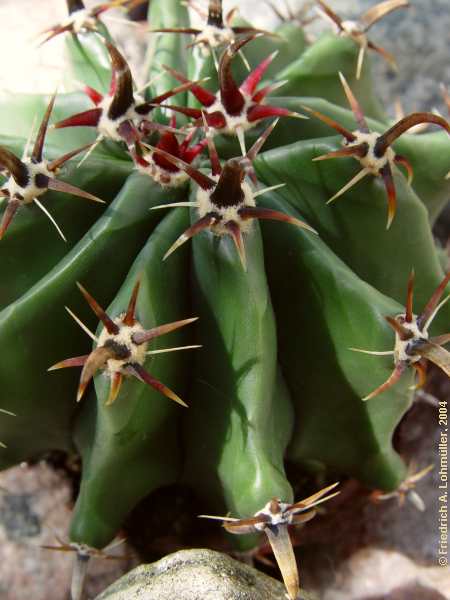 Ferocactus herrerae, Ferocactus falconeri cv. brevispinus 