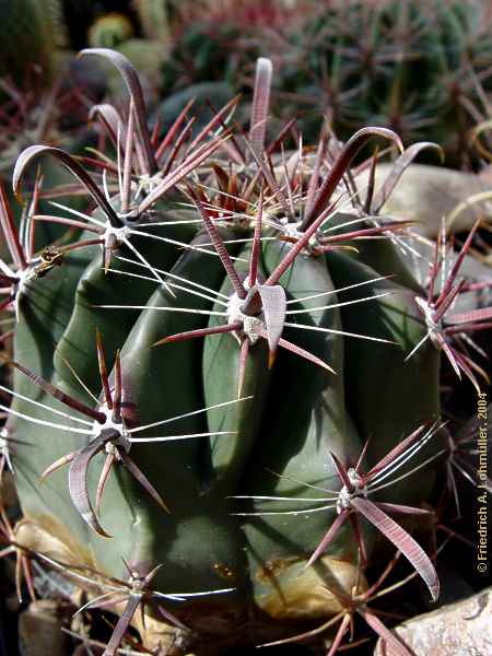 Ferocactus peninsulae