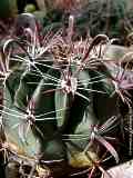 Ferocactus peninsulae