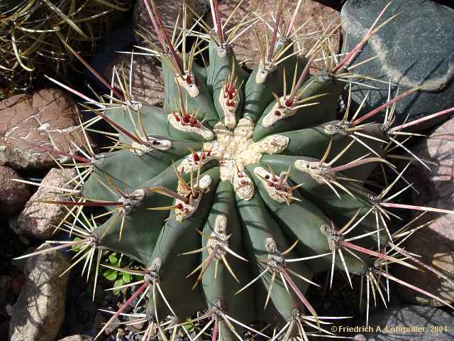 Ferocactus emoryi ssp. rectispinus = Ferocactus rectispinus