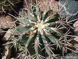 Ferocactus emoryi ssp. rectispinus