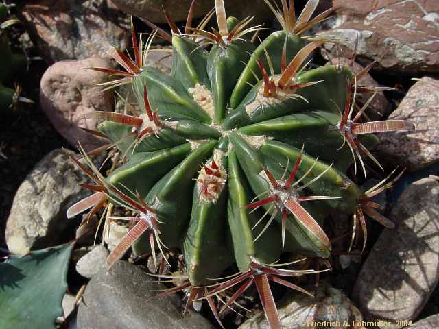 Ferocactus latispinus