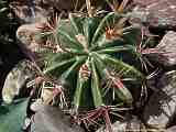 Ferocactus latispinus