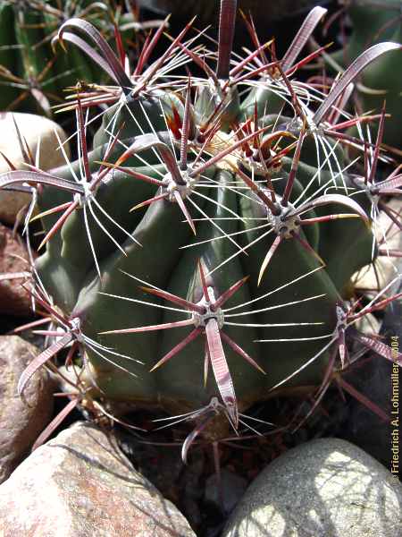 Ferocactus peninsulae