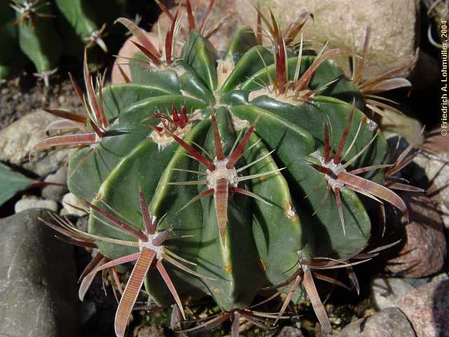 Ferocactus latispinus