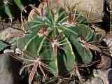 Ferocactus latispinus