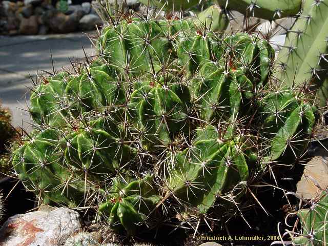 Ferocactus robustus