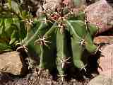 Ferocactus townsendianus <br> cv. brevispinus