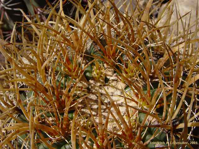 Ferocactus chrysacanthus