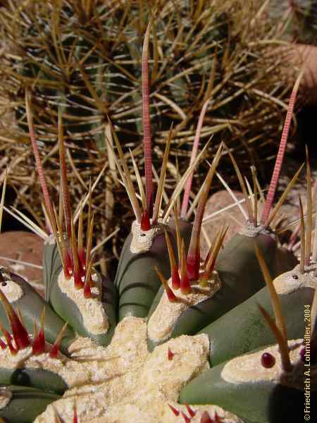 Ferocactus emoryi ssp. rectispinus = Ferocactus rectispinus