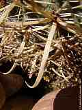 Ferocactus chrysacanthus
