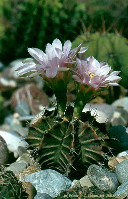 Gymnocalycium mihanovichii var. friedrichii