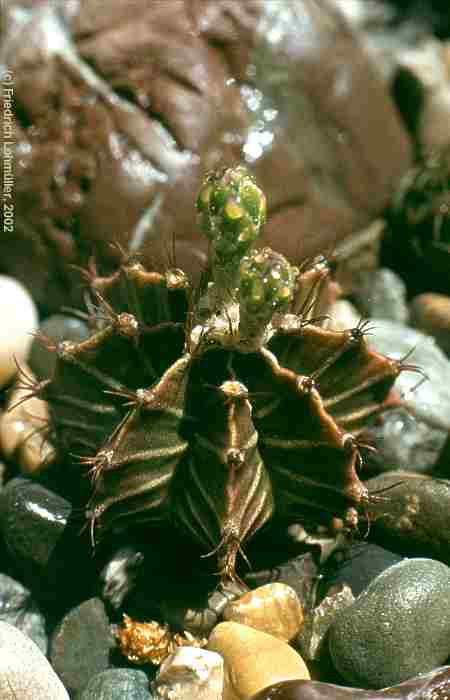 Gymnocalycium mihanovichii var. friedrichii