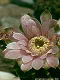 Gymnocalycium mihanovichii var. friedrichii