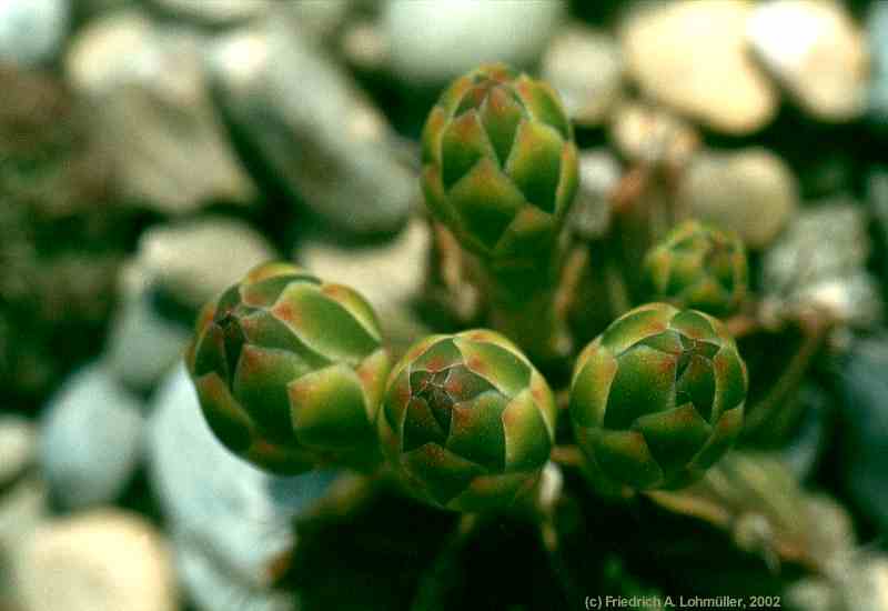 Gymnocalycium mihanovichii var. friedrichii