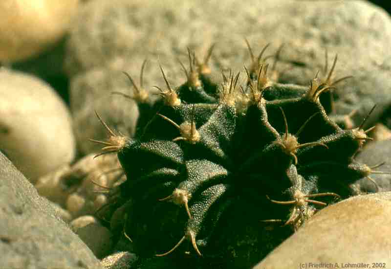 Gymnocalycium mihanovichii var. friedrichii