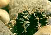 Gymnocalycium mihanovichii var. friedrichii