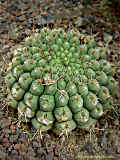 Gymnocalycium denudatum